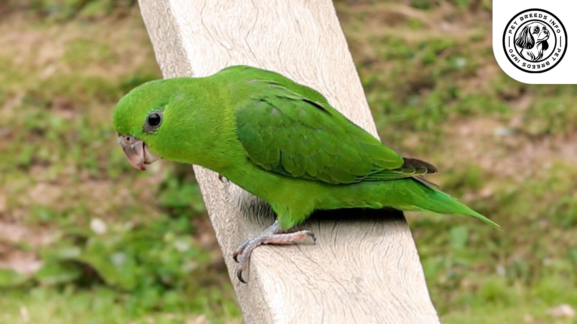 Sclater's Parrotlet Physical Characteristics