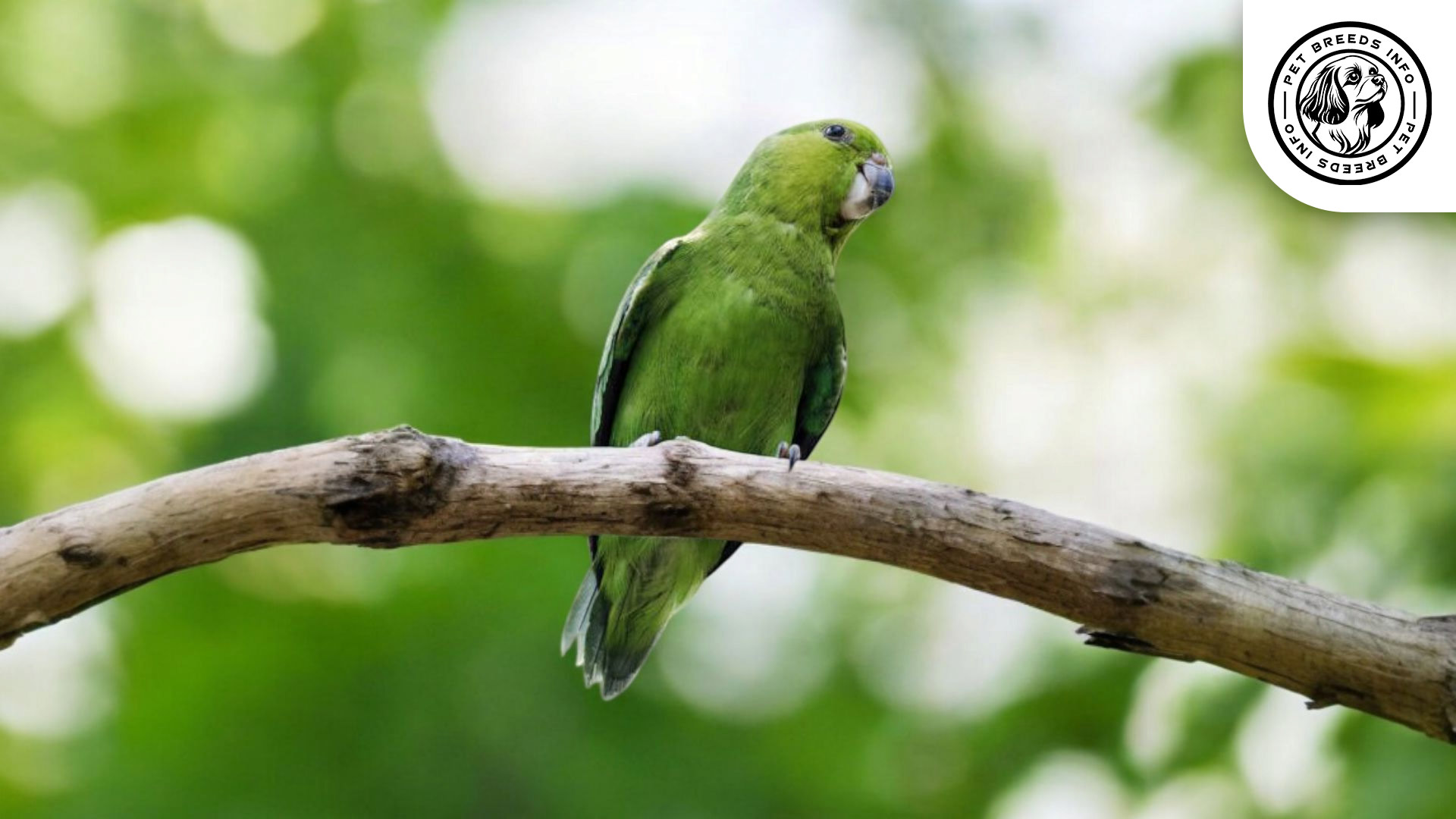 Sclater's Parrotlet
