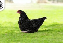 Scots Dumpy Chicken