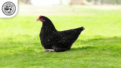 Scots Dumpy Chicken