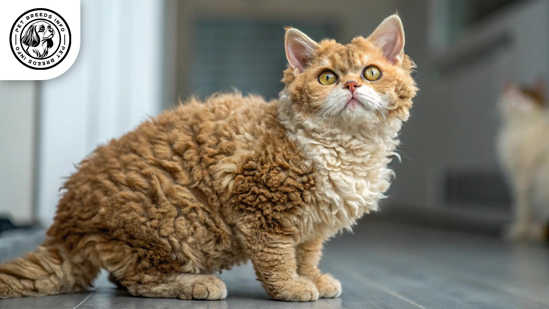 Selkirk Rex Personality