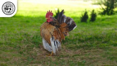 Serama Chicken