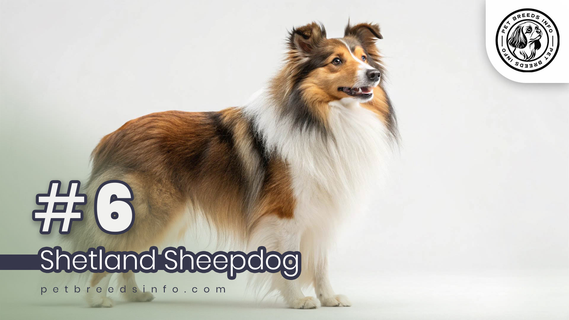 Shetland Sheepdog