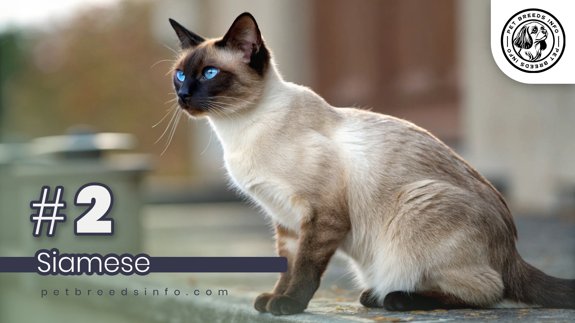 Siamese