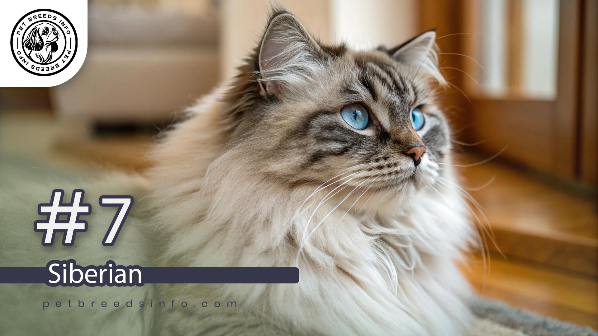 Siberian cat