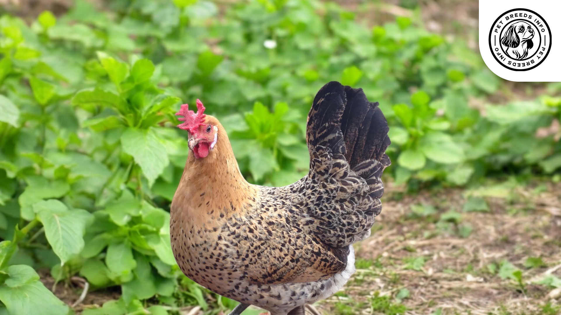 Sicilian Buttercup Chicken