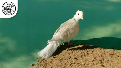 Silky Dove
