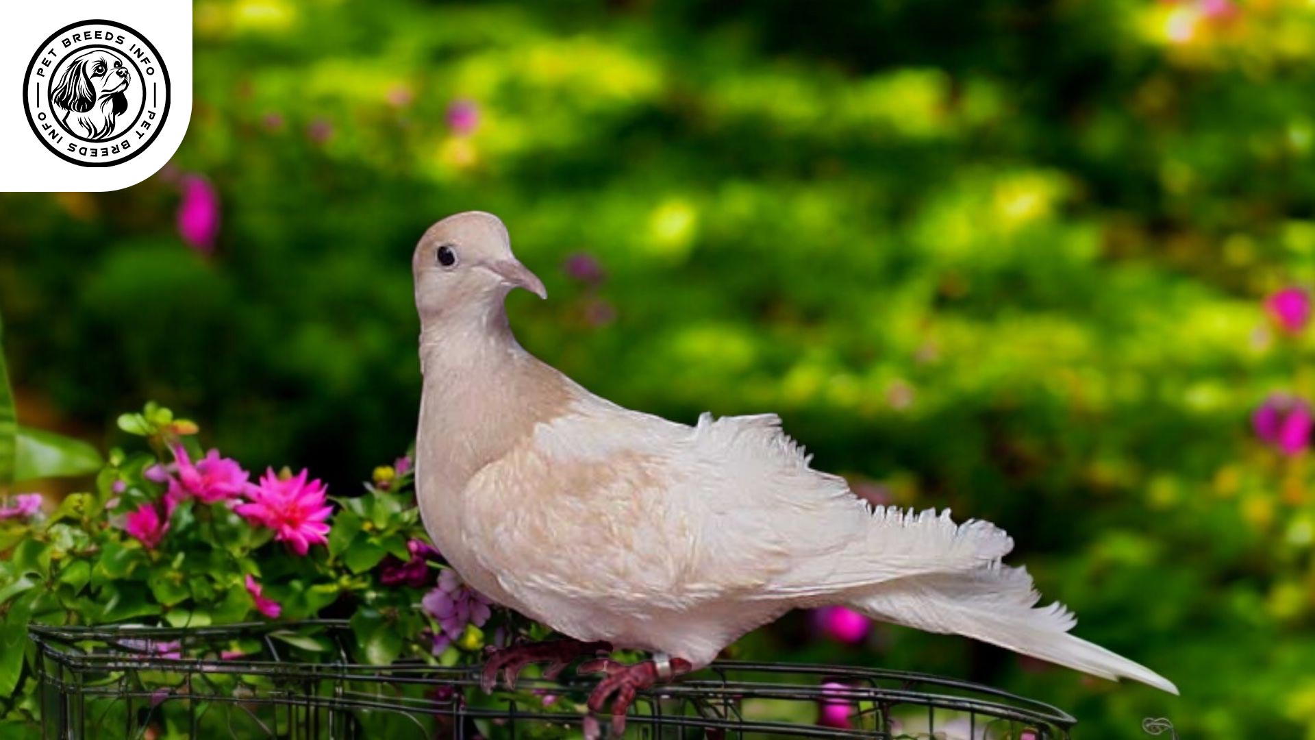 Silky Dove Care