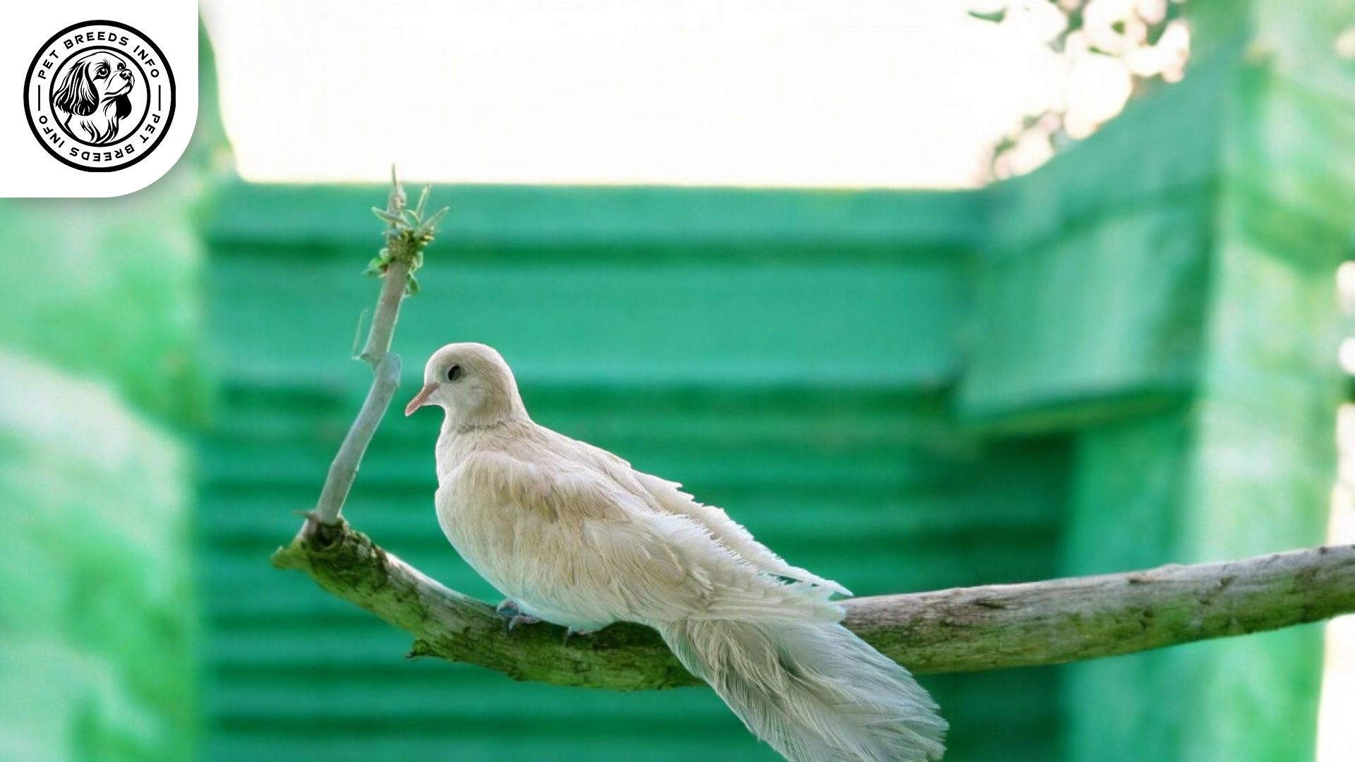 Silky Dove Personality