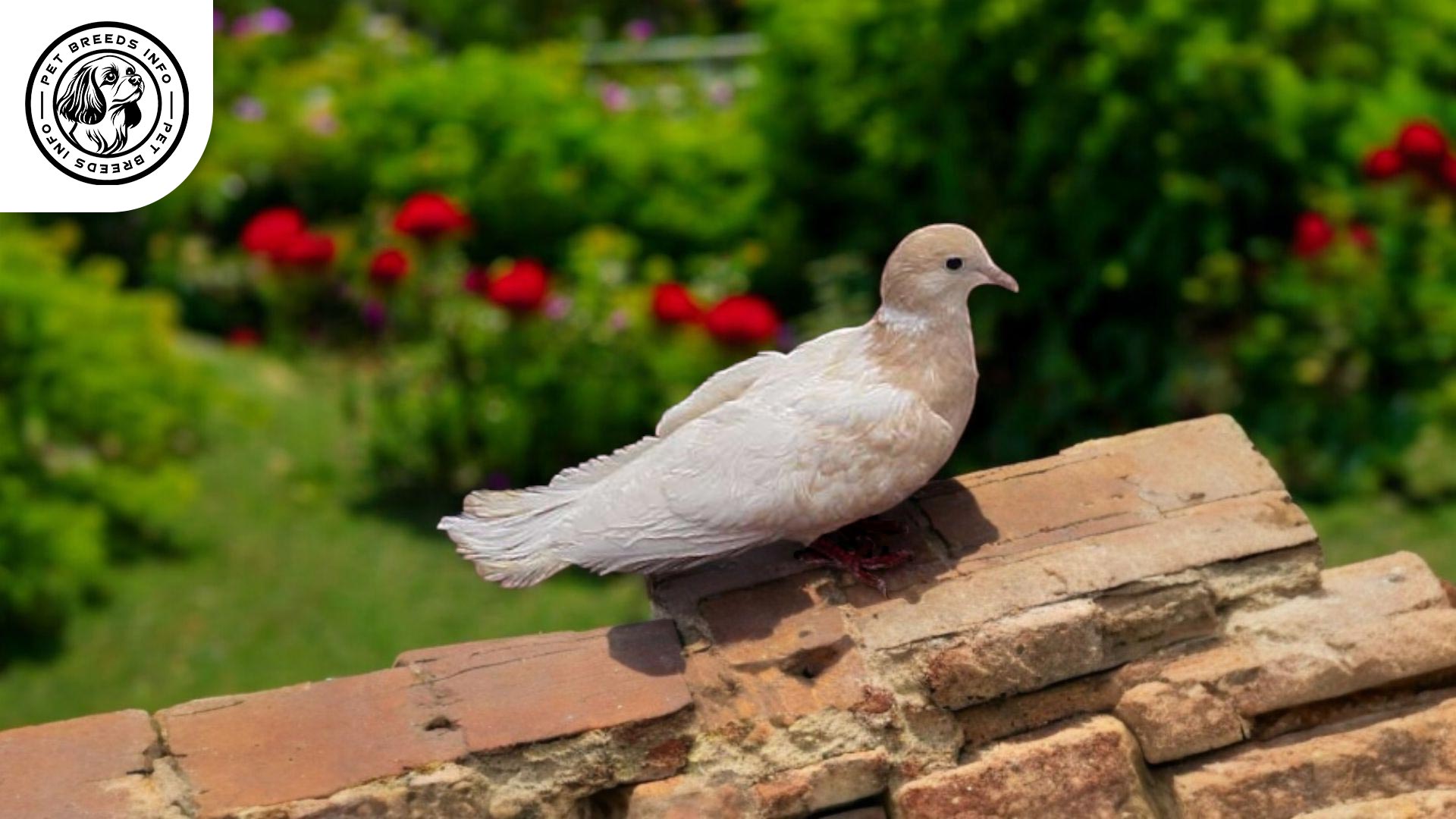 Silky Dove Physical Characteristics