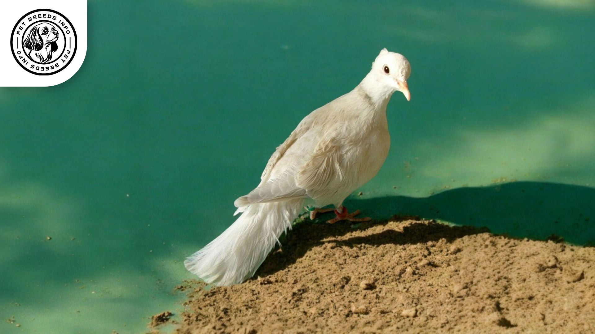 Silky Dove