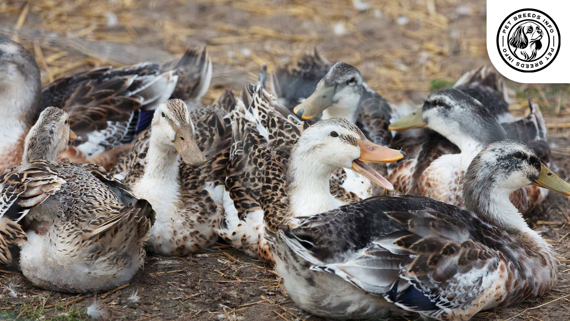 Silver Appleyard Duck Physical