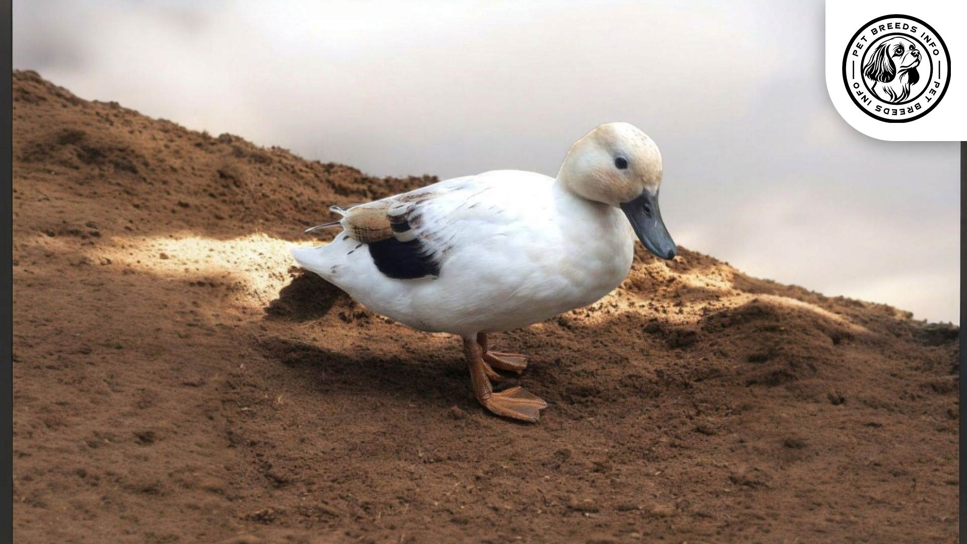 Silver Bantam Care