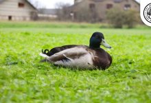 Silver Bantam Duck
