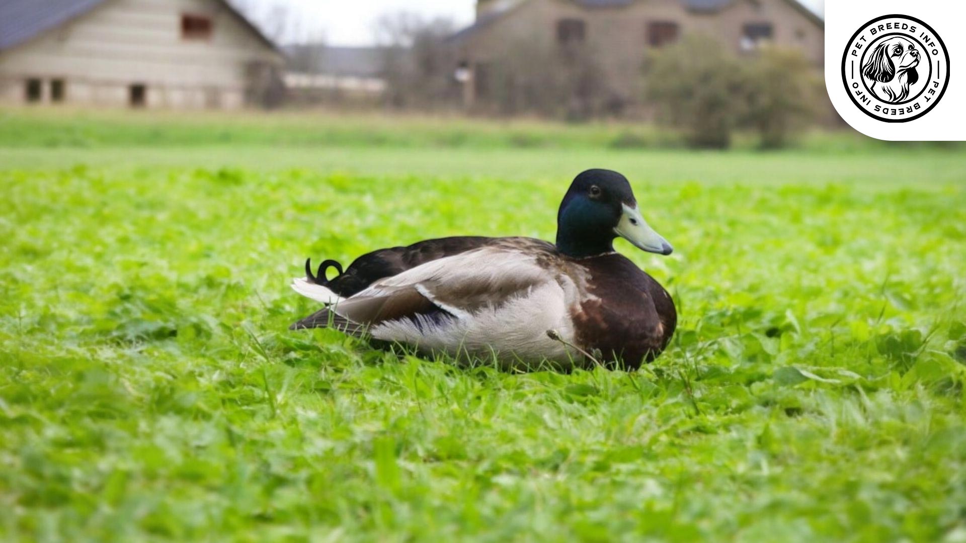 Silver Bantam Duck