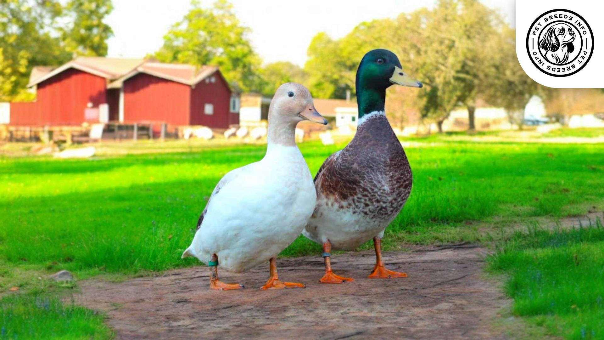 Silver Bantam Interaction