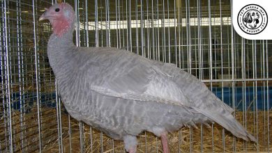 Slate Turkey Breed