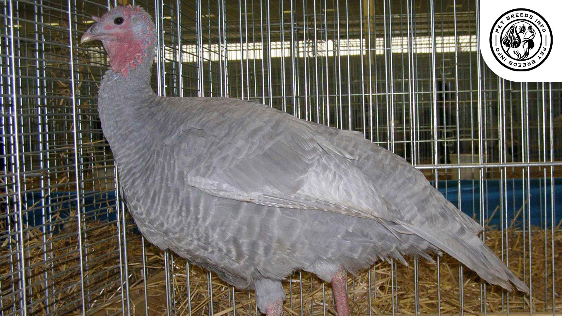 Slate Turkey Breed