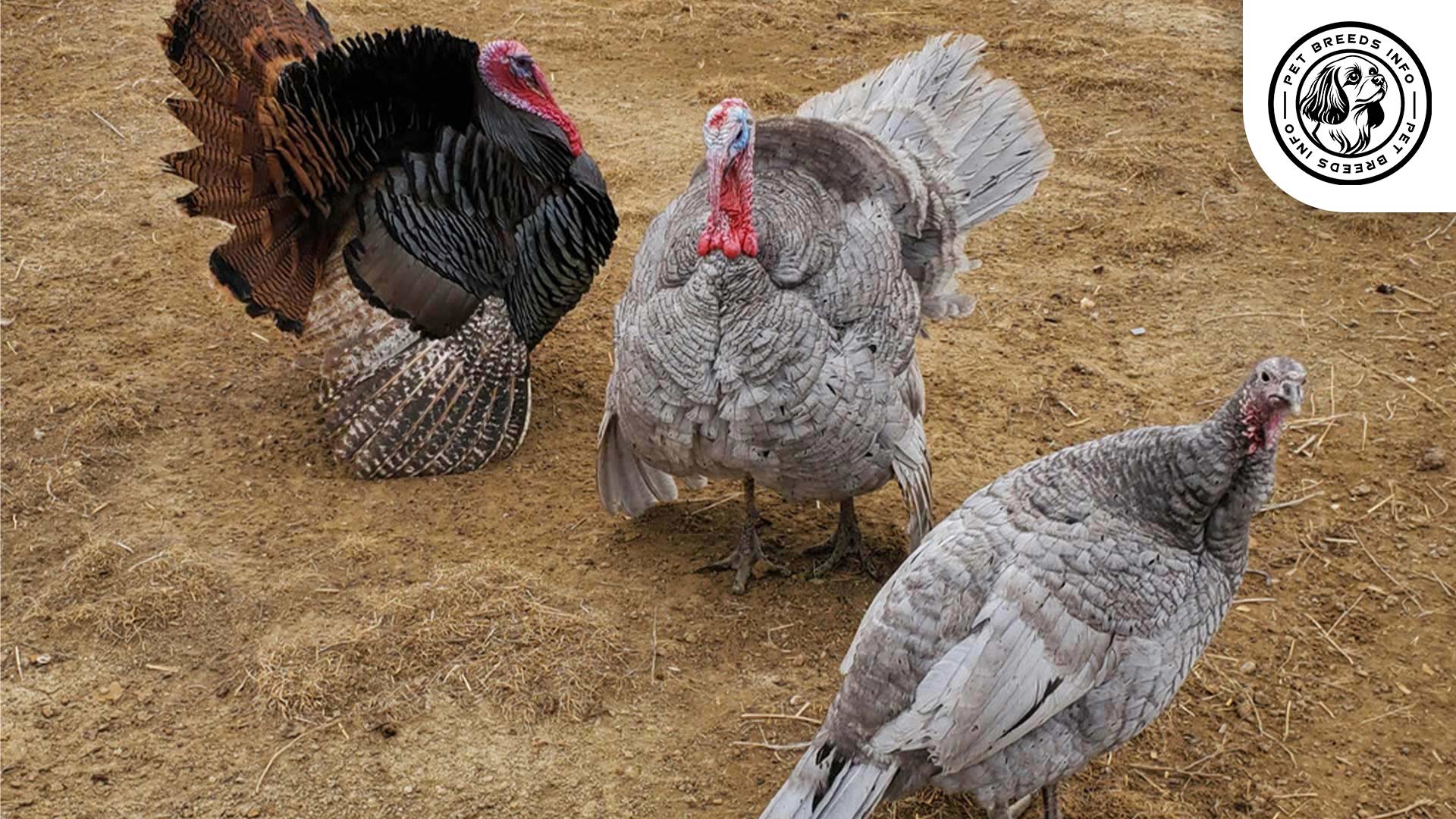 Slate Turkey Breed Physical