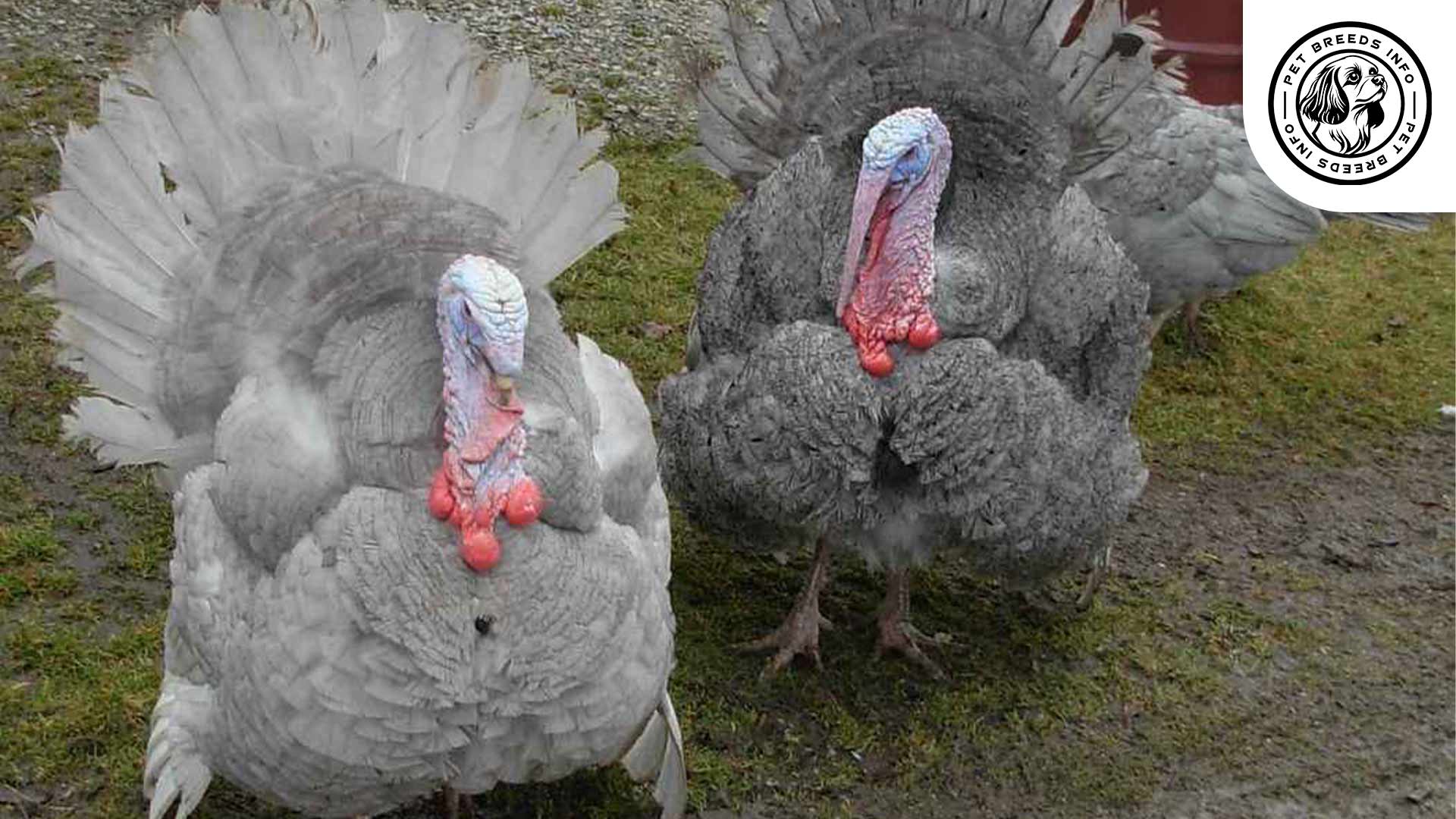 Slate-Turkeys Diet