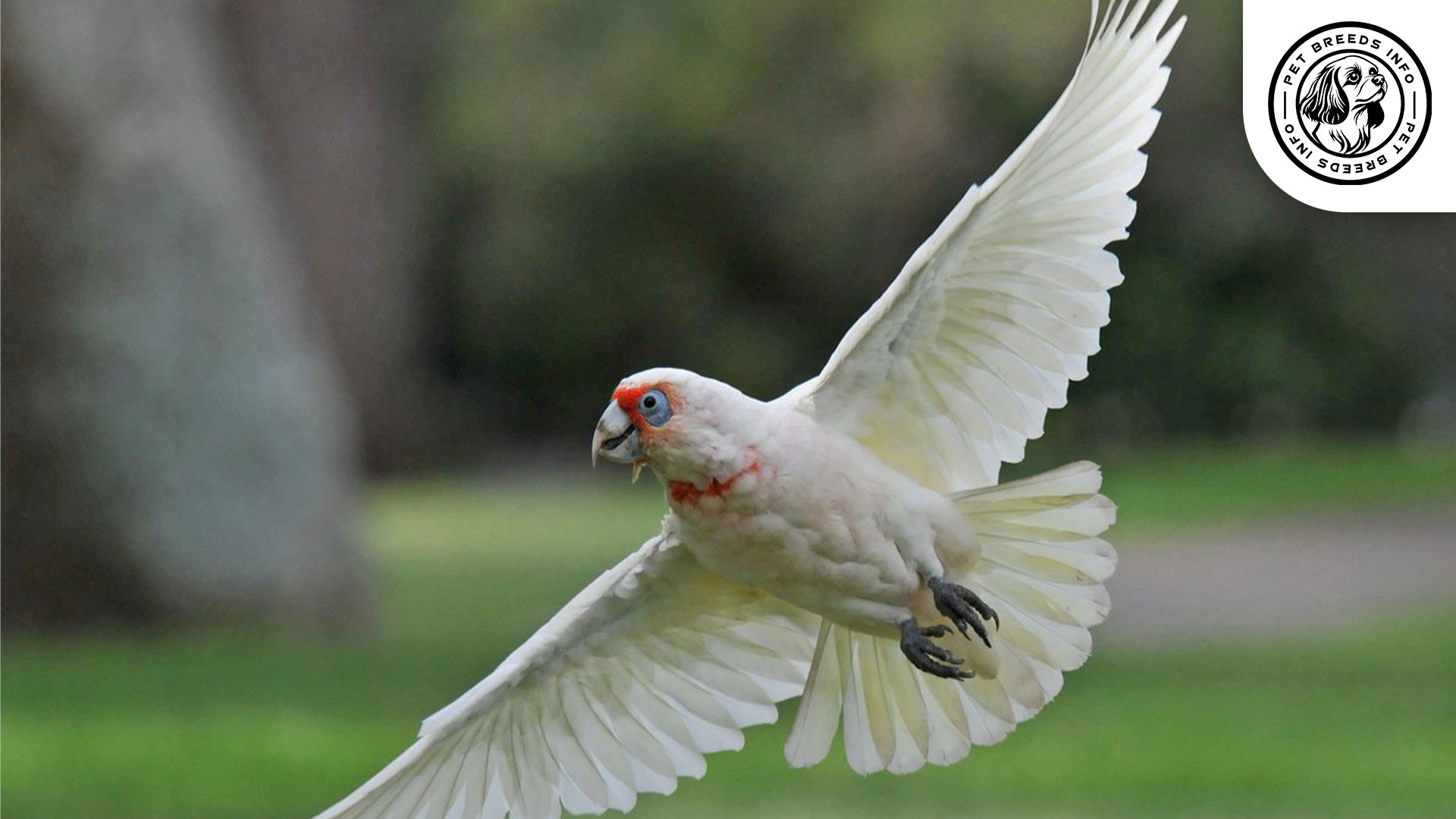 Slender billed Cockatoo