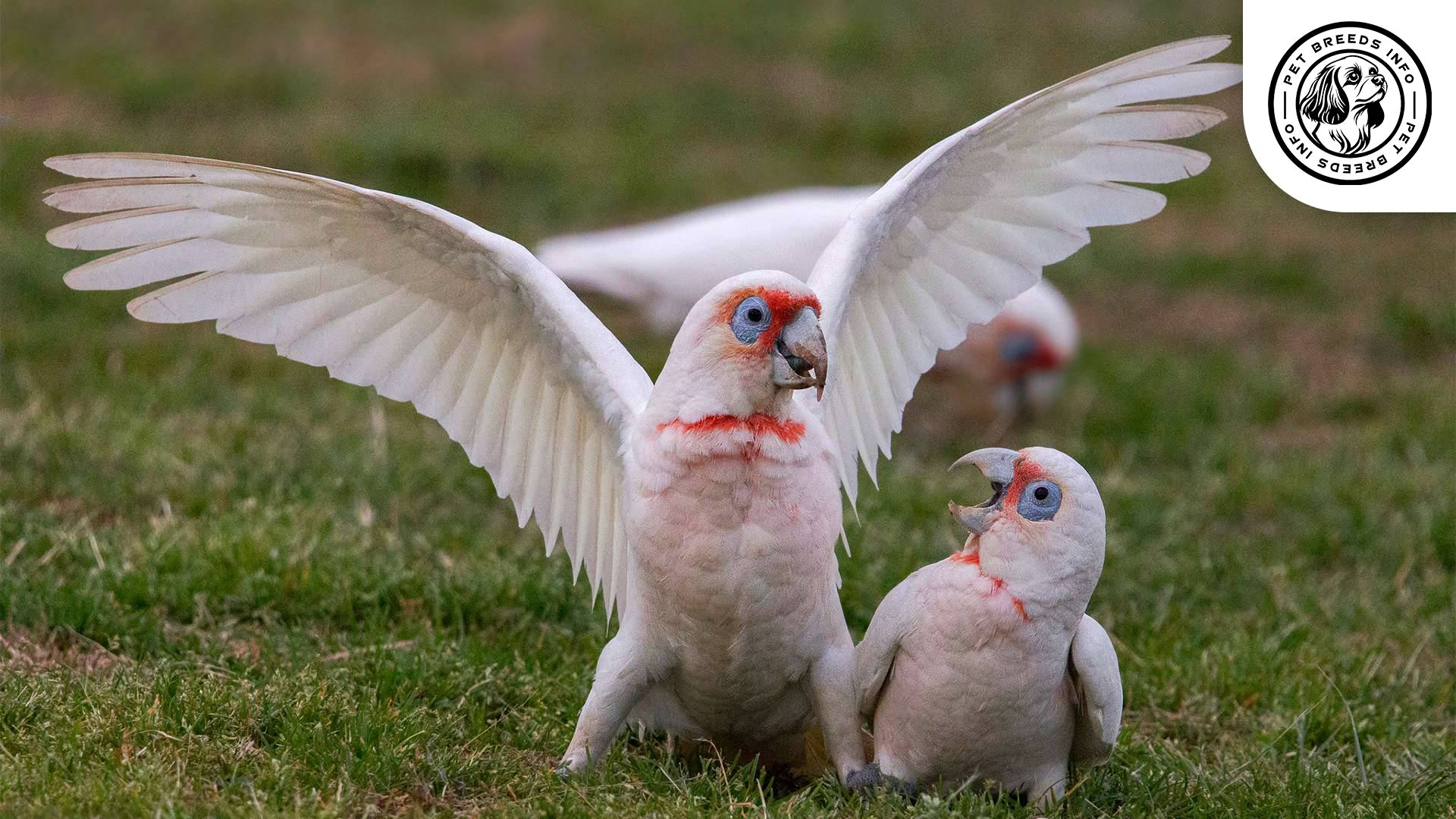 Slender-billed-Cockatoo Personality