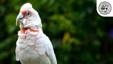 Slender billed Cockatoos Diet