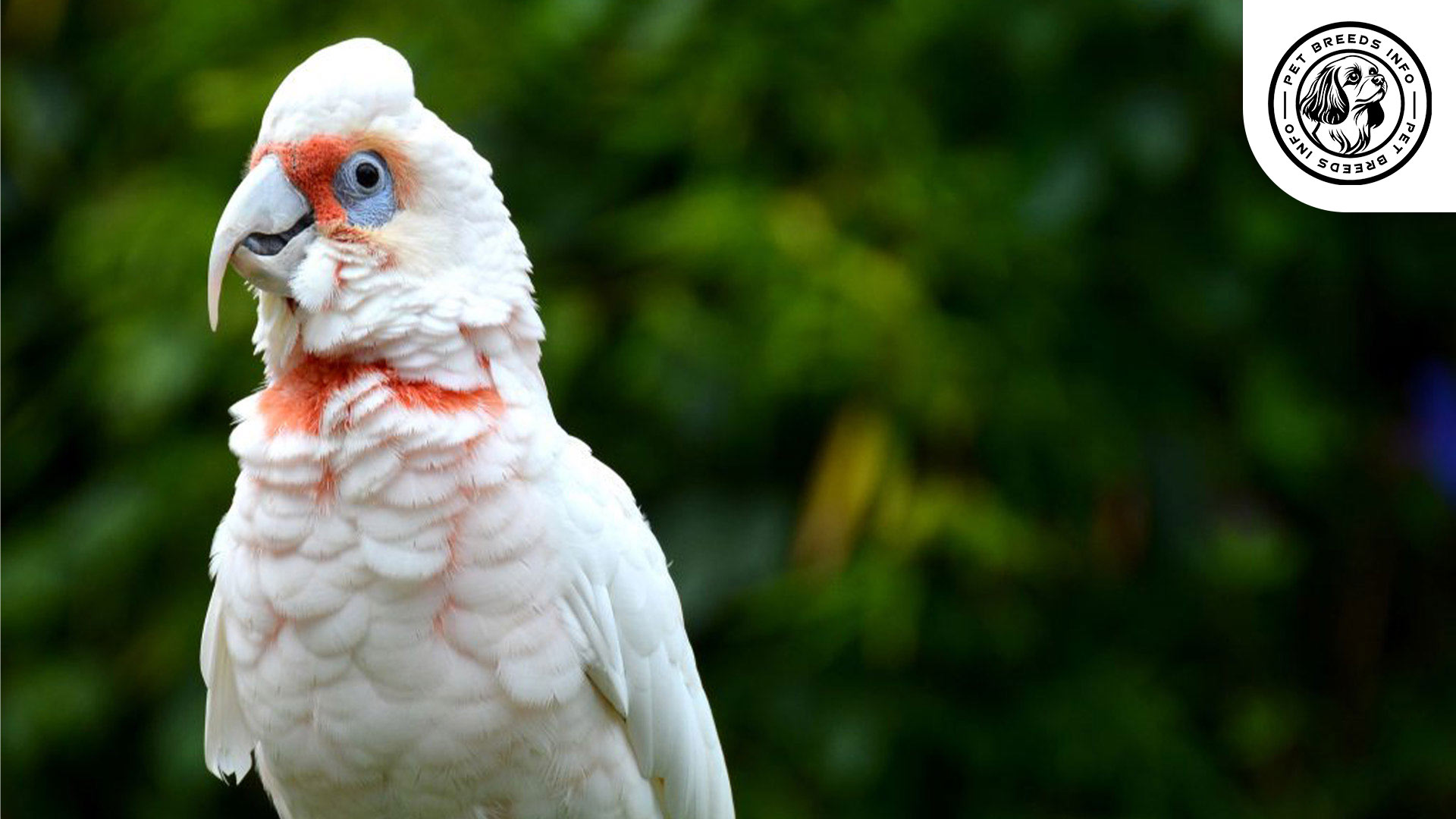 Slender billed Cockatoos Diet