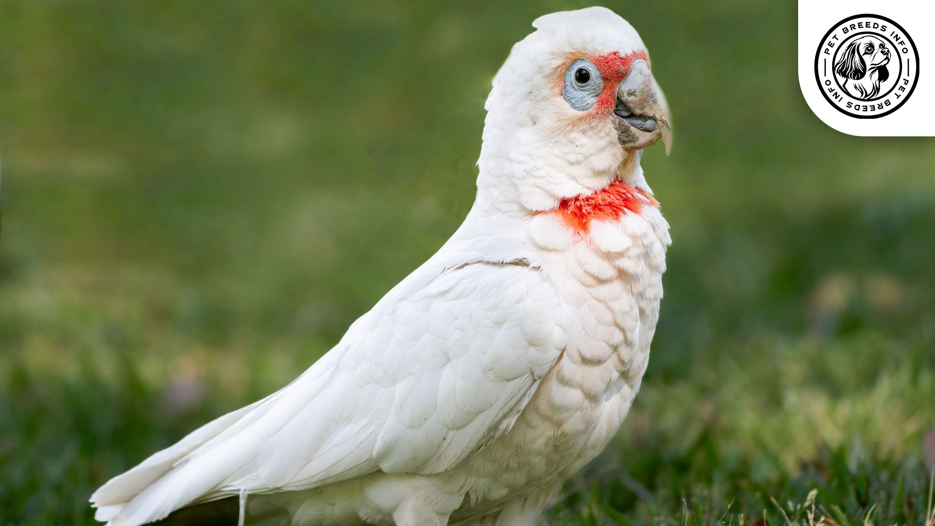 Slender billed Cockatooscaled