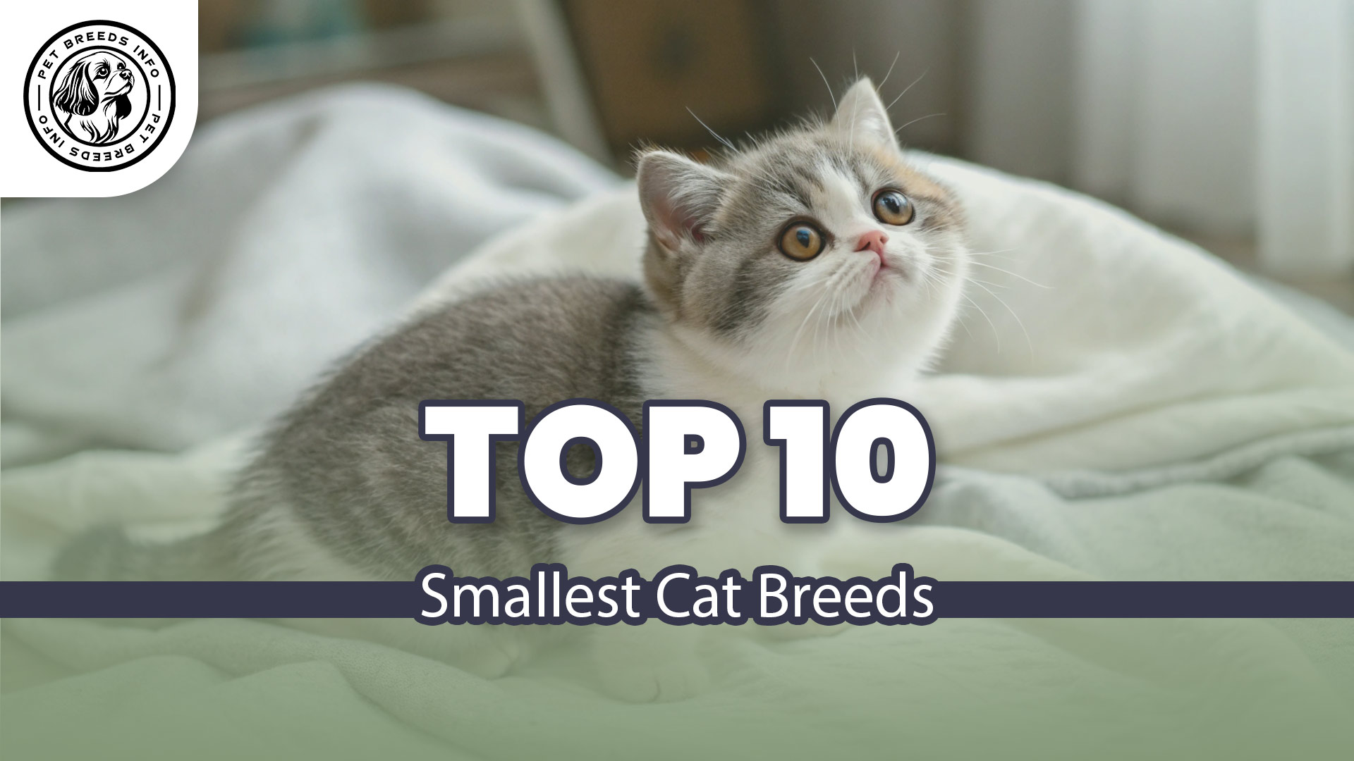 Smallest Cat Breeds