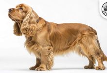 Sussex Spaniel Dog
