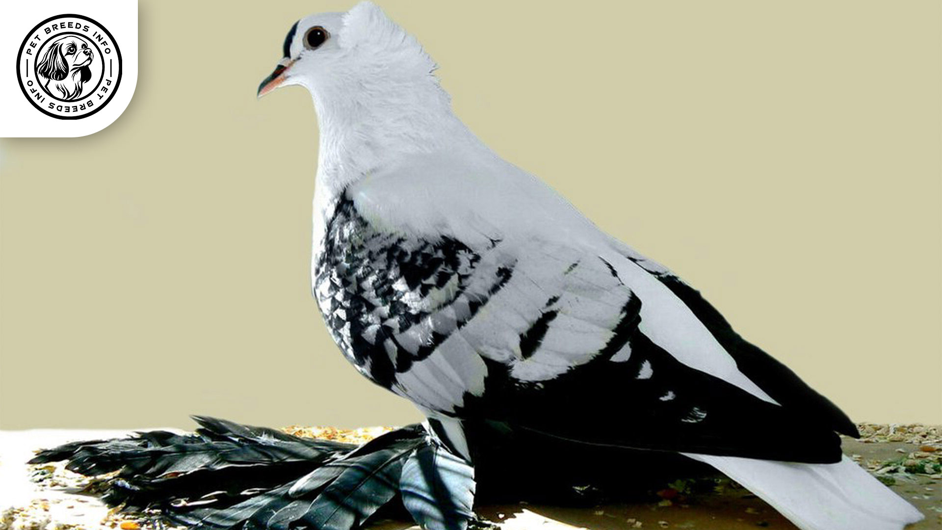Swallow Pigeon Interaction