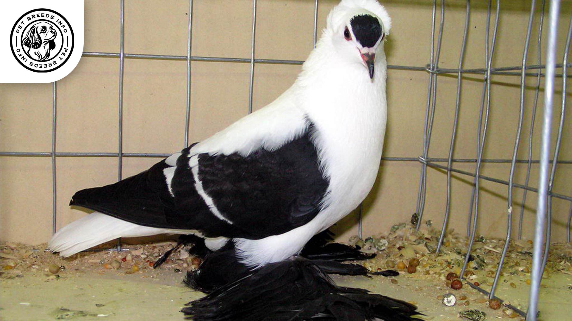 Swallow Pigeon Physical