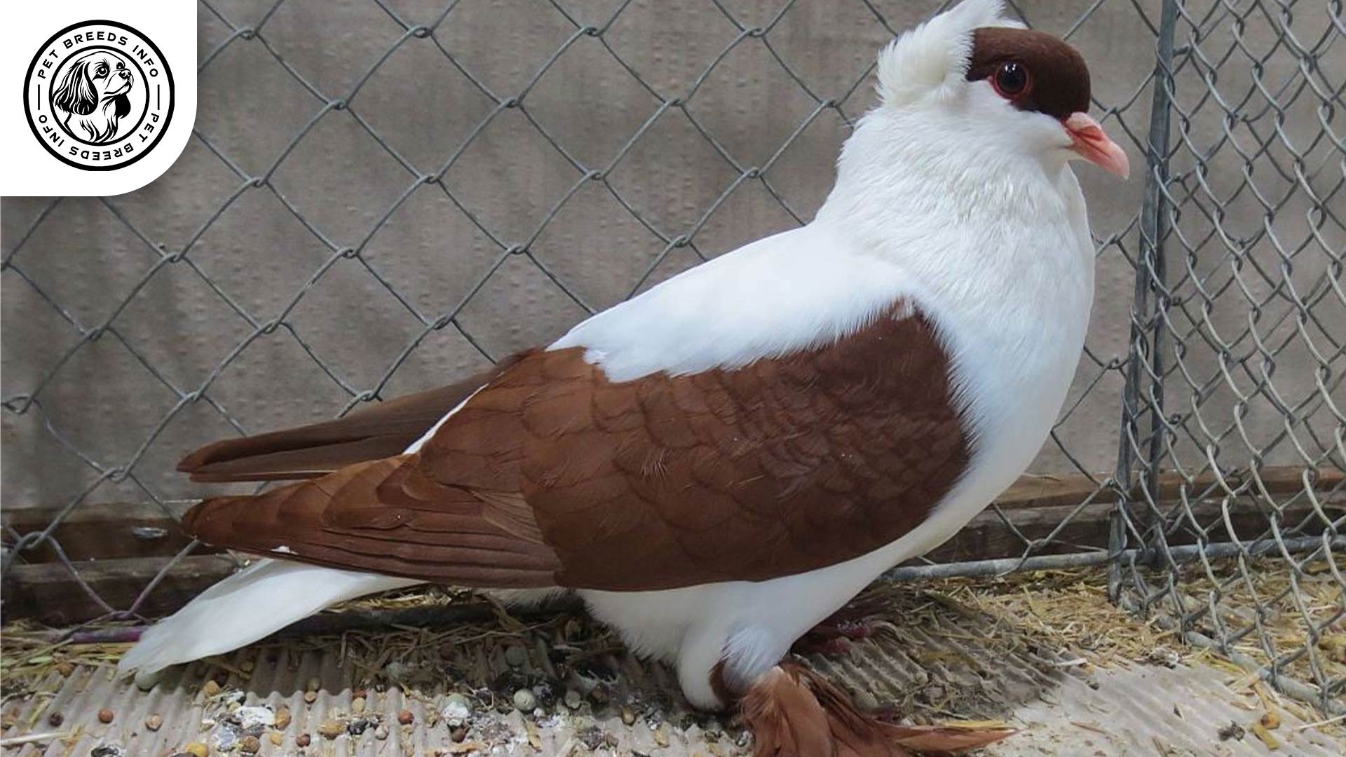 Swallow Pigeon Health