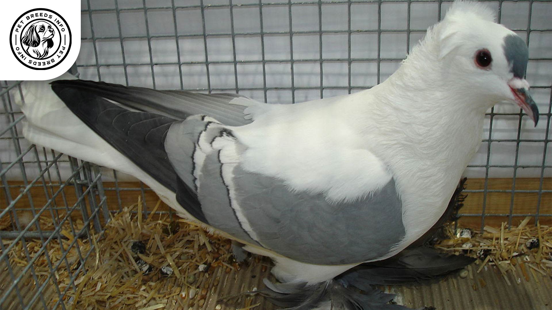 Swallow Pigeon Saksońska Personality
