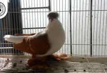 Swallow-Pigeon maxresdefault