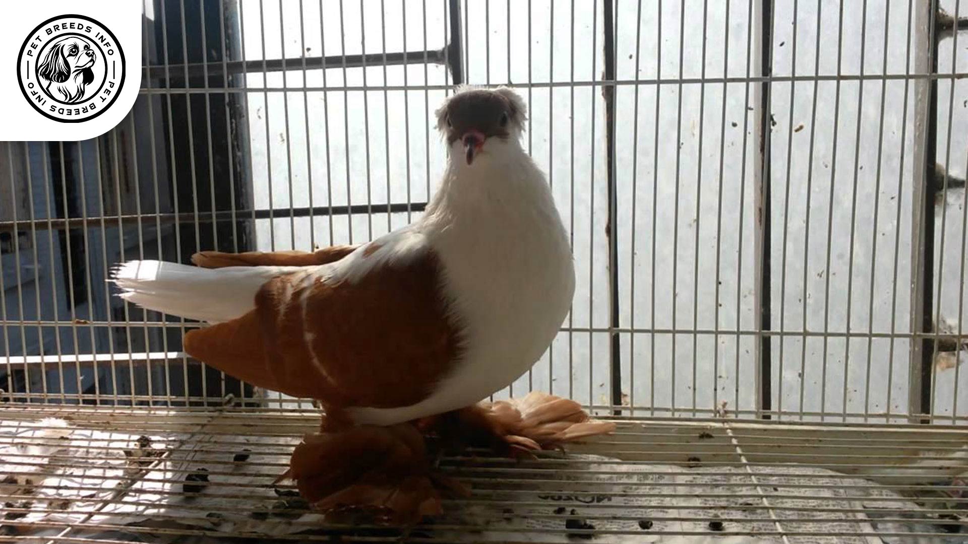 Swallow-Pigeon maxresdefault