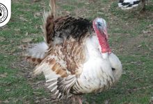 Sweetgrass Turkey