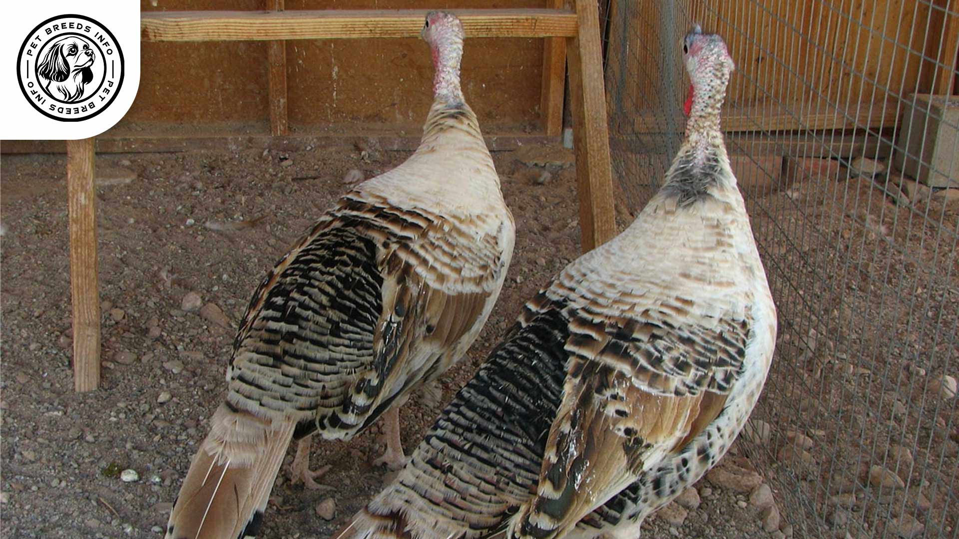 Sweetgrass Turkey Diet
