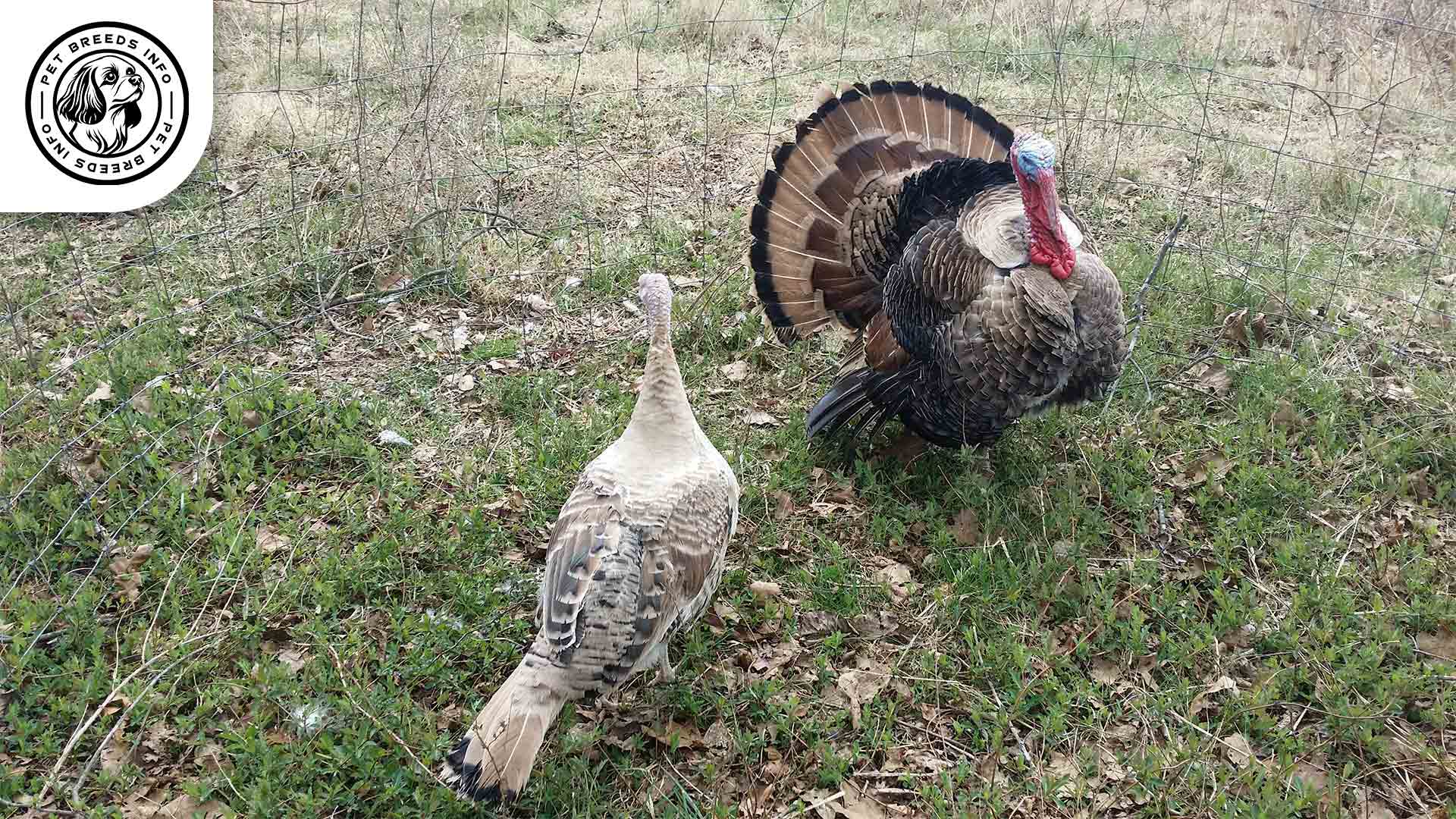 Sweetgrass Turkey Interaction