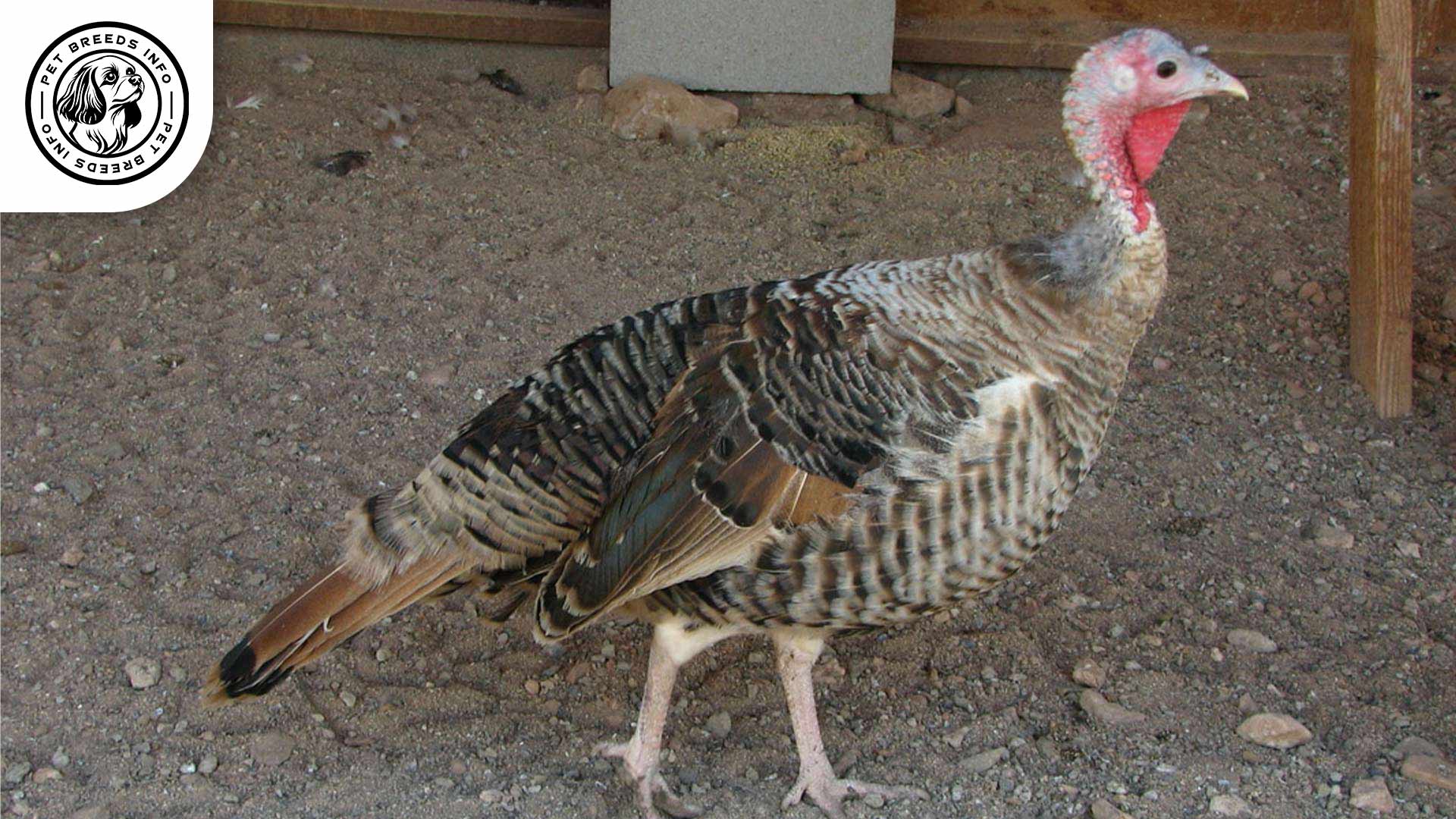 Sweetgrass Turkey Personality