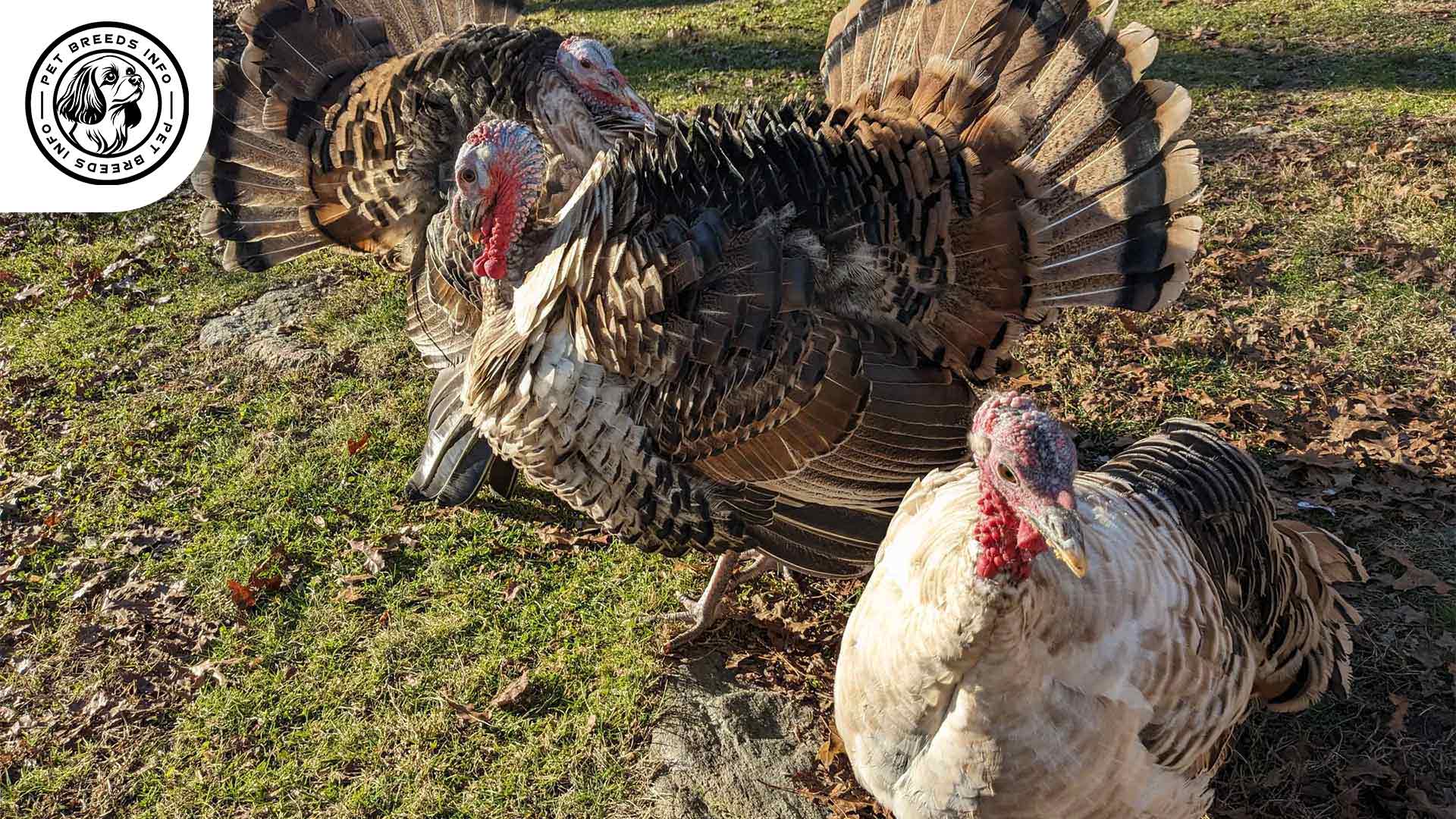 Sweetgrass Turkey Physical