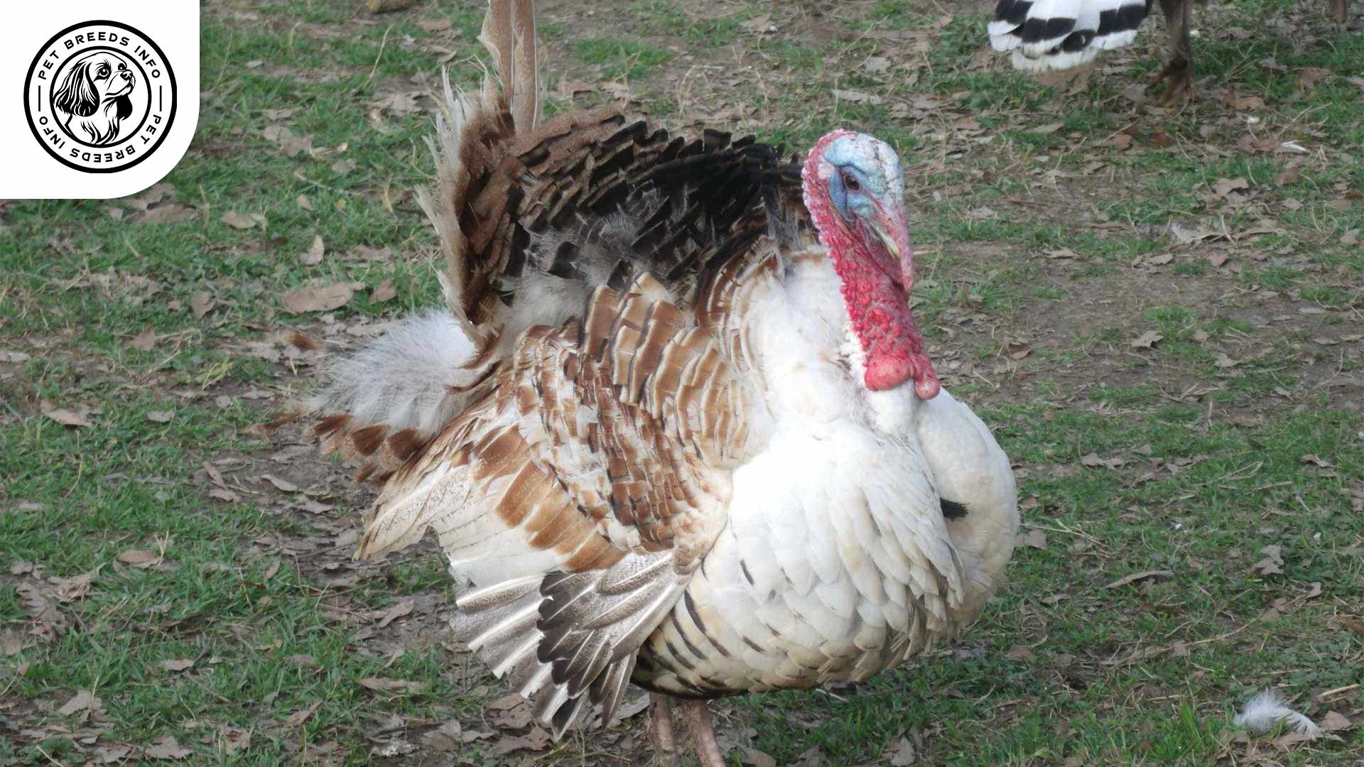 Sweetgrass Turkey