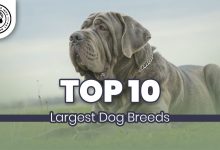 Top 10 Largest Dog Breeds