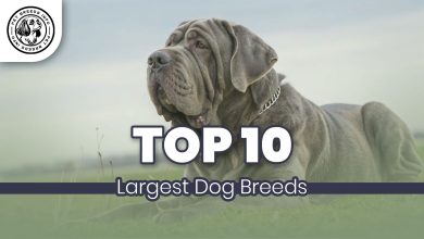 Top 10 Largest Dog Breeds