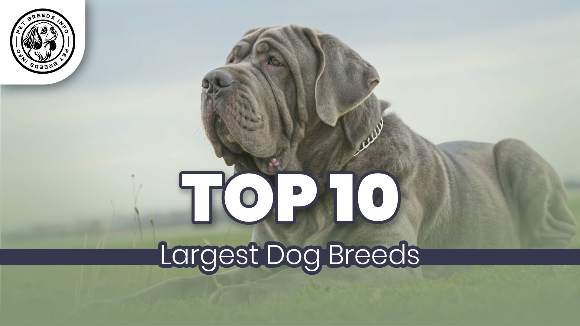 Top 10 Largest Dog Breeds