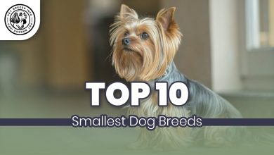 Top 10 Smallest Dog Breeds