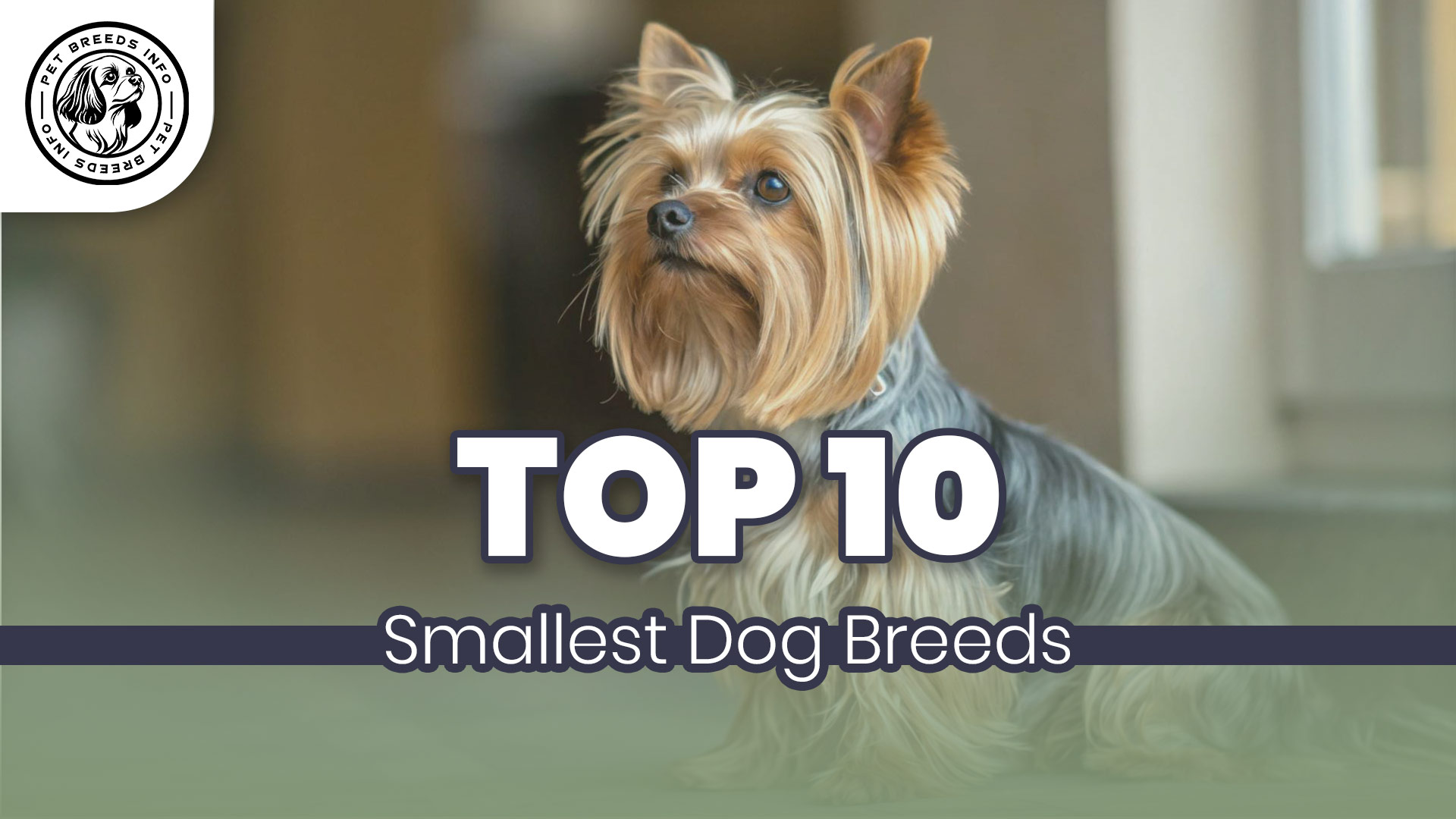 Top 10 Smallest Dog Breeds
