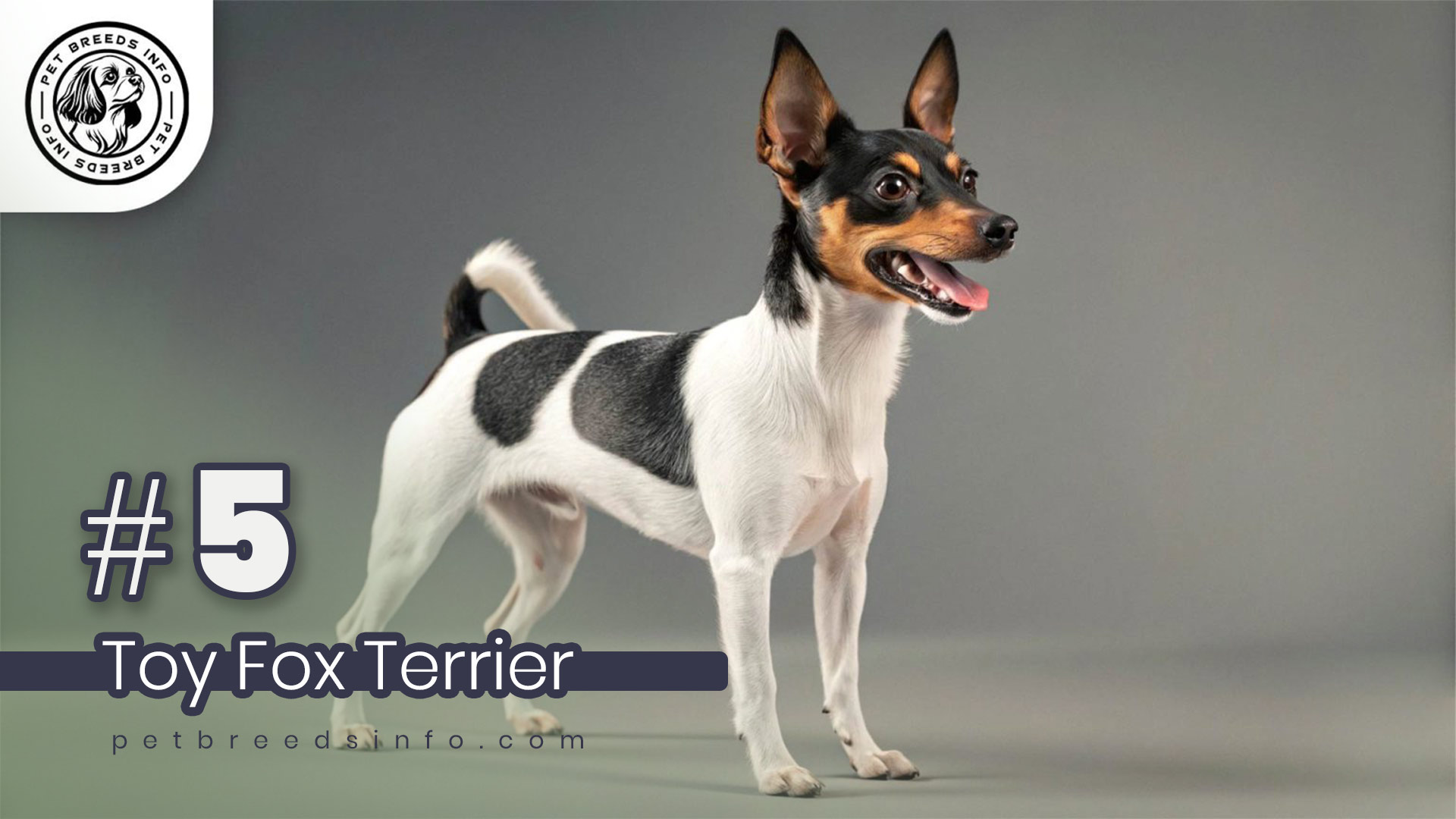 Toy Fox Terrier Dog