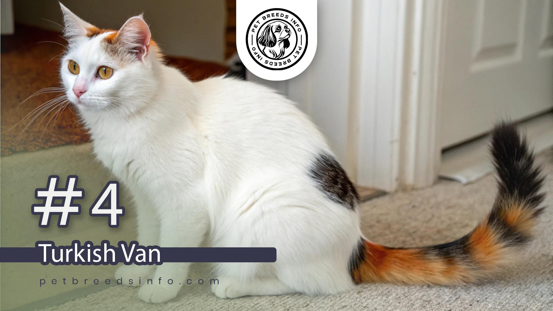 Turkish Van cat